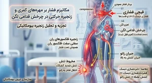 مکانیزم فشار بر مهره‌های کمری و زنجیره حرکتی در چرخش قدامی لگن