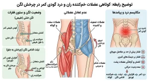 درد گودی کمر و کوتاهی عضلات خمکننده ران در چرخش لگن